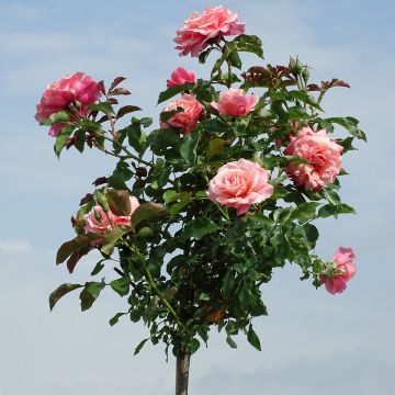 Rosa ad alberello Botticelli