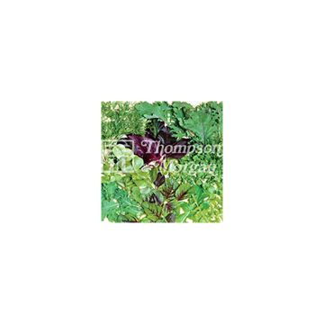 Misticanza Fancy Summer Mix