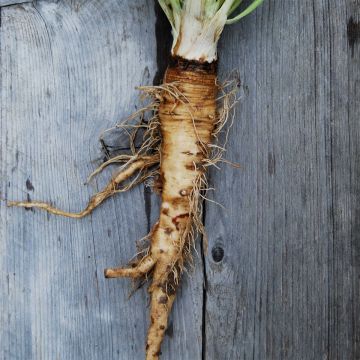 Scorzonera bianca Mammouth