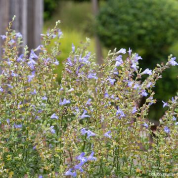 Salvia splendens Heat Hero Blue - Salvia rossa