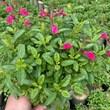Salvia greggii Mirage Hotpink