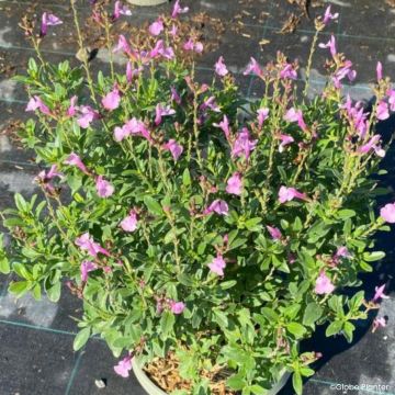 Salvia greggii Mirage Soft pink