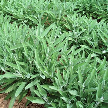 Salvia officinalis Ceres - Salvia comune