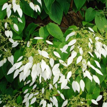 Schizophragma integrifolia