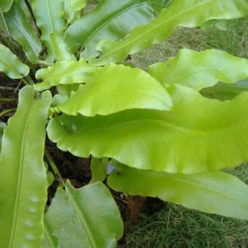 Phyllitis scolopendrium - Asplenio