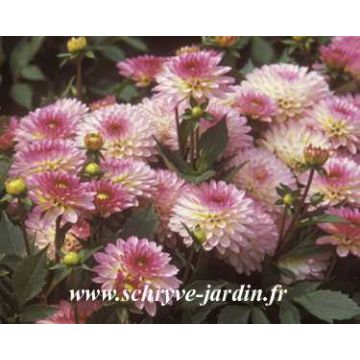 Dalia nana Secret Glow