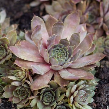 Sempervivum (BigSam series) Coral Gray - Semprevivo