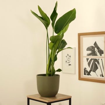 Strelitzia nicolai - Ucello del paradisio gigante