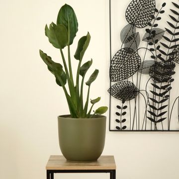 Strelitzia reginae - Uccello del paradiso