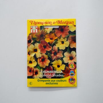 Susanna dagli occhi neri Salmon Shades - Thunbergia alata