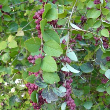 Symphoricarpos orbiculatus - Sinforicarpo