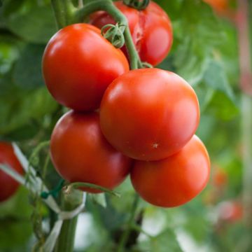 Pomodoro a grappolo Agora F1