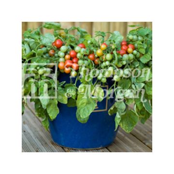 Pomodoro ciliegino/datterino Bajaja