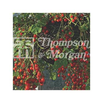 Pomodoro ciliegino/datterino Cherry Cascade