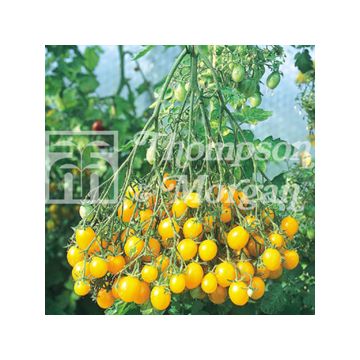 Pomodoro ciliegino/datterino Ildi