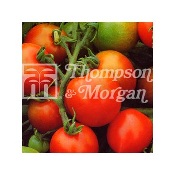 Pomodoro Red Alert Bush