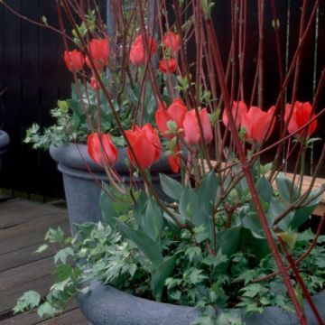 Tulipano Trionfo Cassini