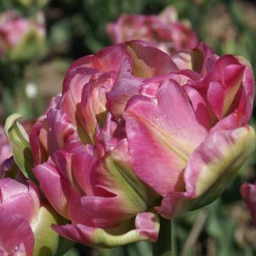 Tulipano Doppio Groenland