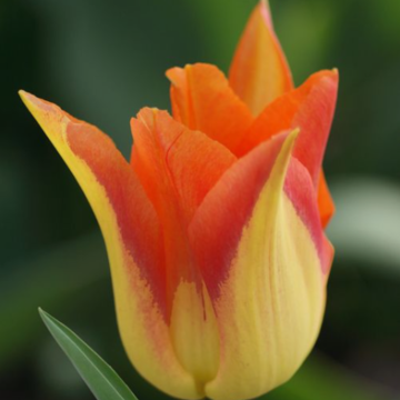 Tulipano Giglio Moonblush