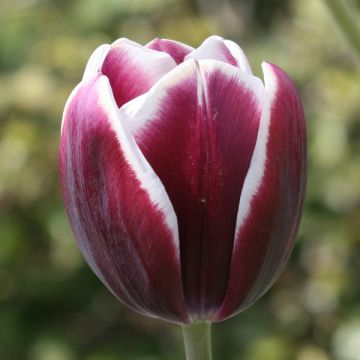 Tulipano Trionfo Fontainebleau