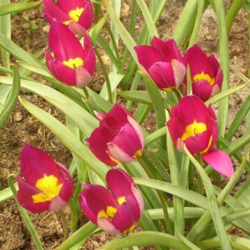 Tulipano humilis var. pulchella Persian Pearl - Tulipano botanico