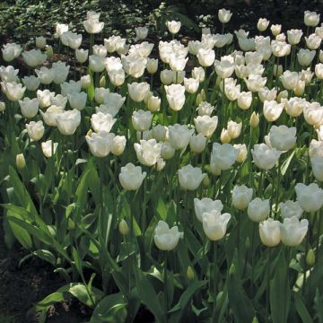 Tulipano Trionfo Hibernia