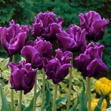 Tulipano Trionfo Victoria's Secret