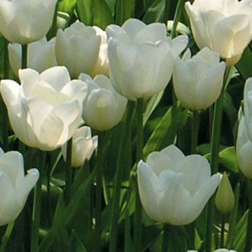 Tulipano Trionfo White Dream