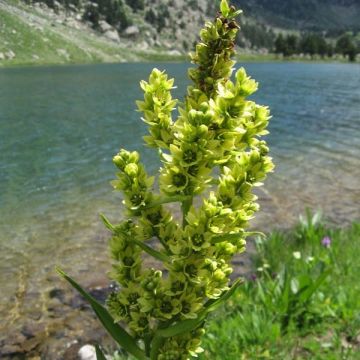 Veratrum album - Veratro comune