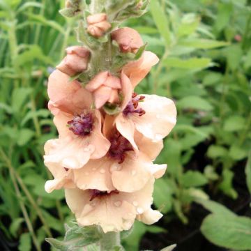 Verbascum Helen Johnson - Verbasco