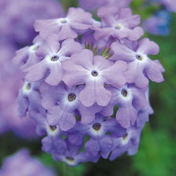 Verbena tapien sky blue
