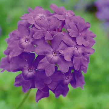 Verbena Star Dreams Midnght blue