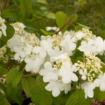 Viburnum plicatum Summer Snow Flake