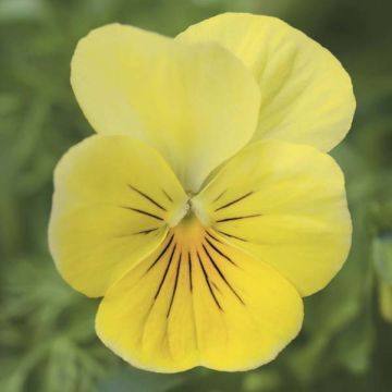 Viola cornuta Yellow