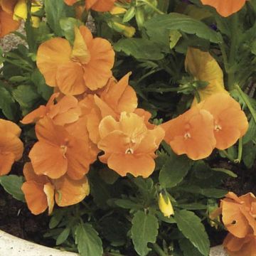 Viola cornuta Orange