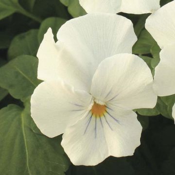 Viola White