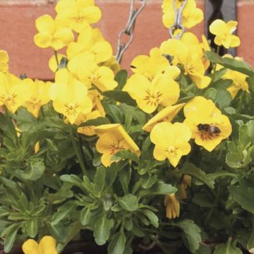 Viola Golden Yellow