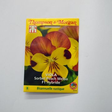 Viola cornuta Sorbet Peach Melba F1 Hybrid