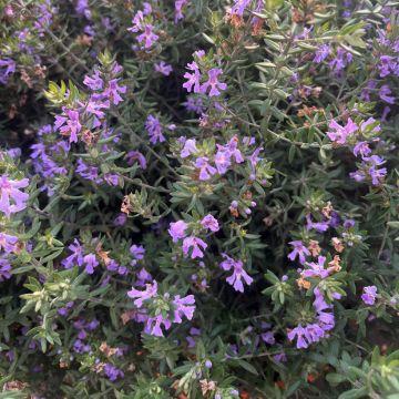 Westringia fruticosa Blue Gem - Falso rosmarino 