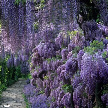 Glicine comune - Wisteria sinensis