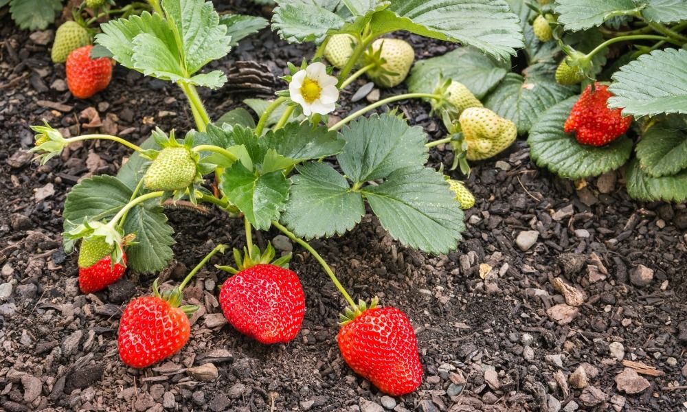 Ordina subito le tue piante di fragole e regalati raccolti deliziosi da gustare ogni anno