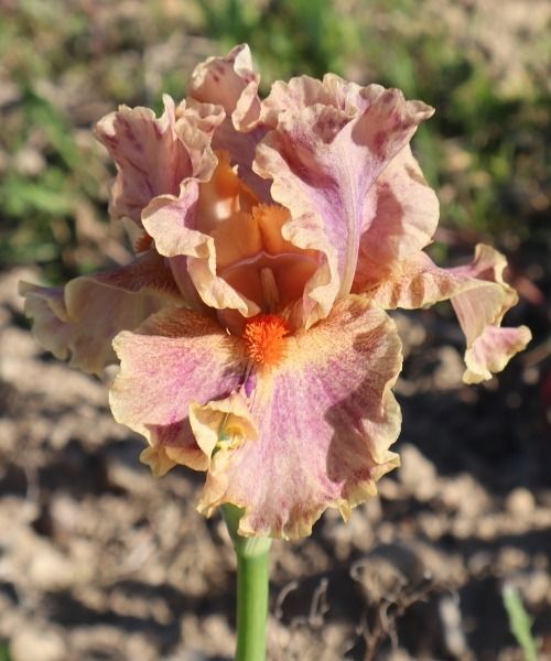 NOVITÀ: IRIS GERMANICA