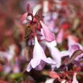 Abelia a fioritura estiva
