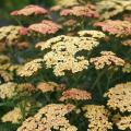 Achillea millefolium - achillea millefoglie