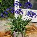Agapanthus da vaso