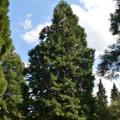 Alberi in promozione