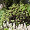 Arbusti per piccoli giardini