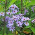 Aster estivi