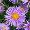Aster primaverili