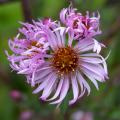 Aster giganti